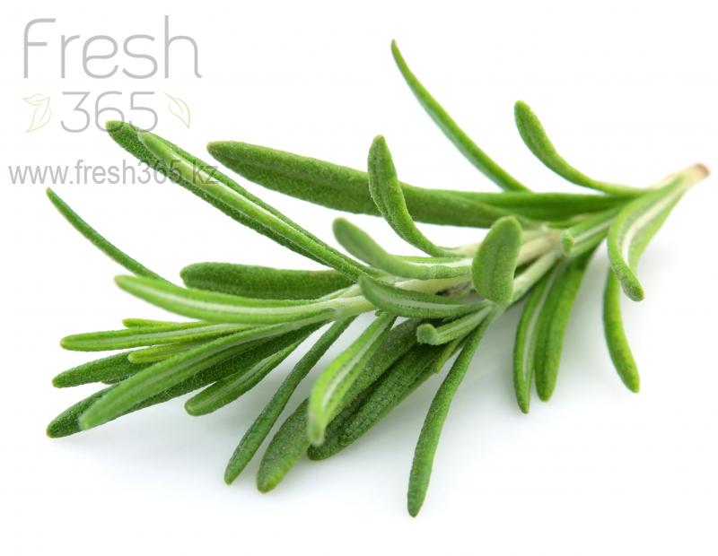 Розмарин / Rosemary