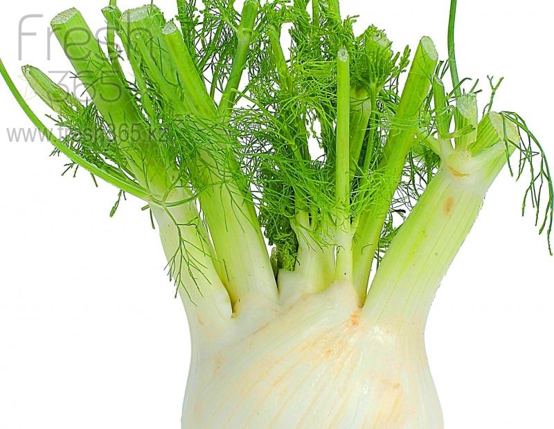 Фенхель / Fennel