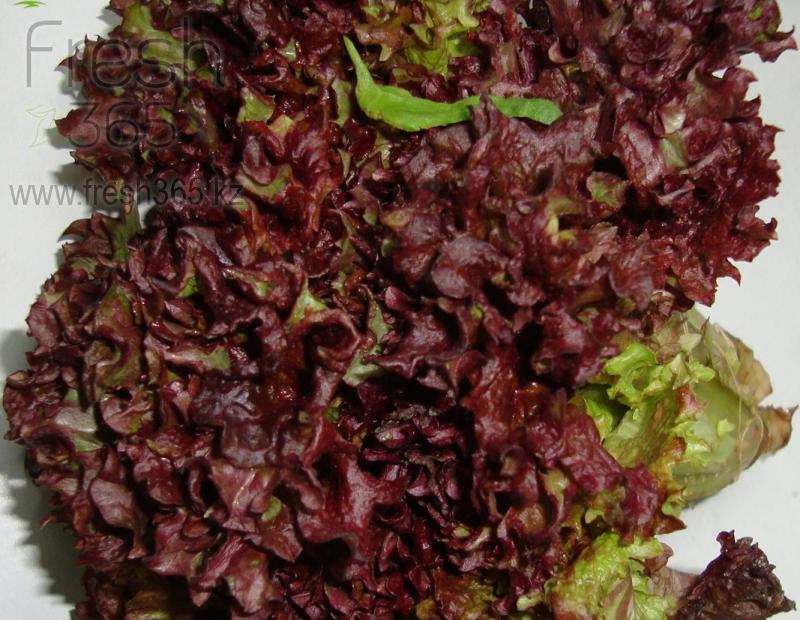 Дуболист зеленый/красный / Lettuce Oakleaf Green/Red