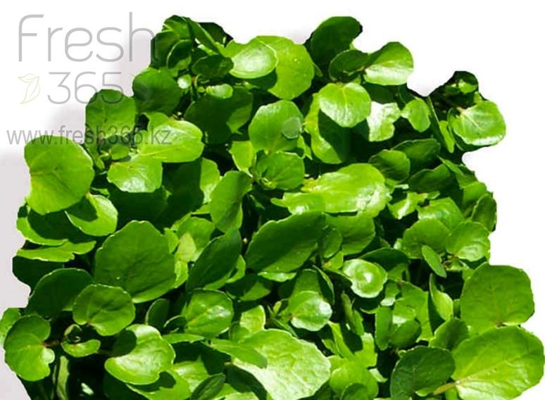 Водяной Кресс / Water Cress