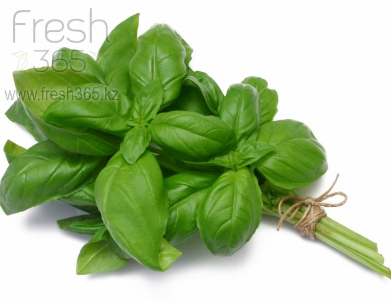 Базилик зеленый / Basil