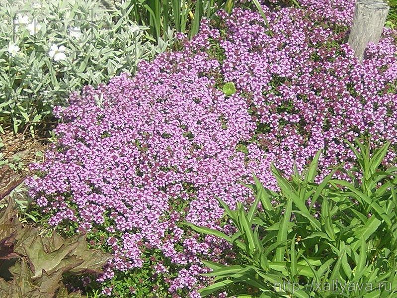 Тимьян / Thyme