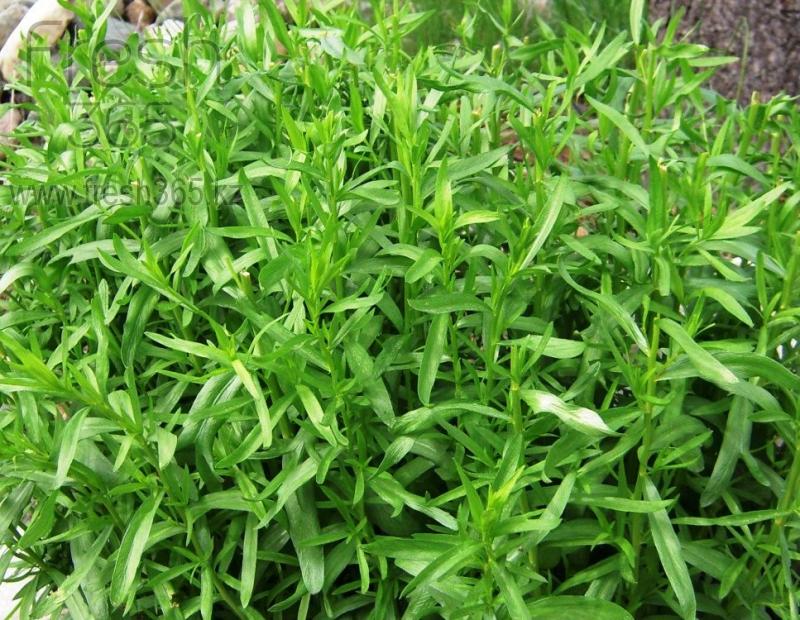 Эстрагон / Tarragon