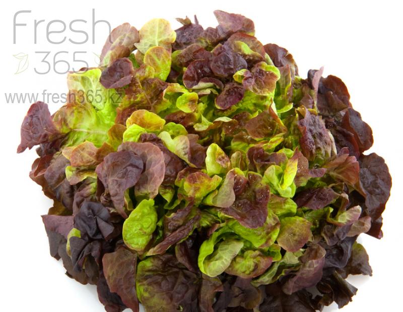 Дуболист зеленый/красный / Lettuce Oakleaf Green/Red