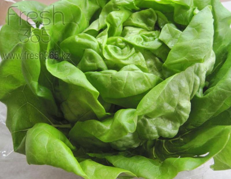 Латук / Lettuce Boston Head