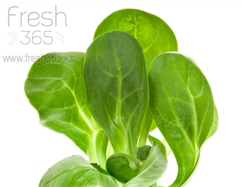 Бейби листья Корна / Mache baby leaves