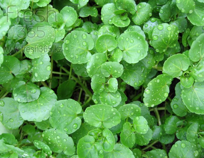 Водяной Кресс / Water Cress