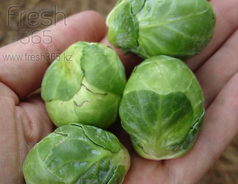 Брюссельская капуста / Brussel Sprouts