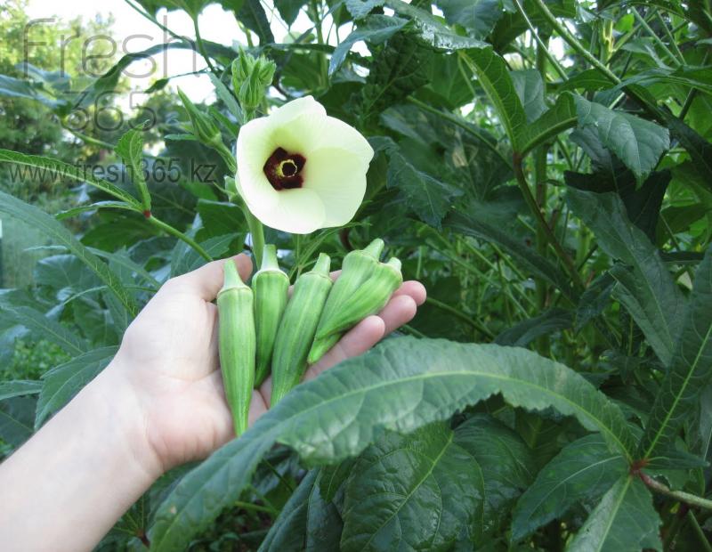 Окра (Бамия) / Okra