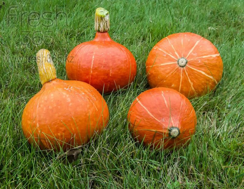 Тыква Хоккайдо / Pumpkin Hokkaido