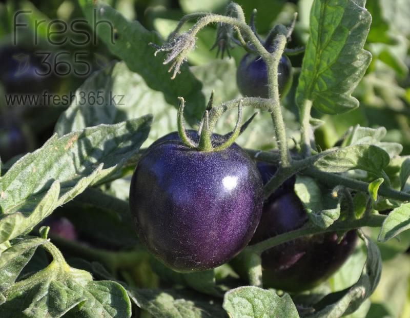 Черри фиолетовые / Cherry Purple