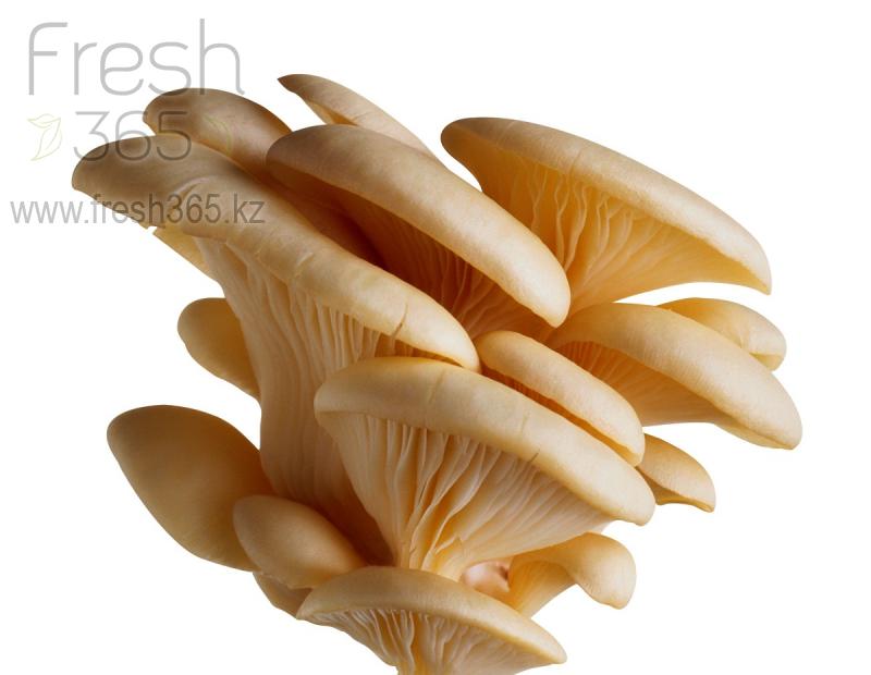 Вешенка / Mushrooms Oyster