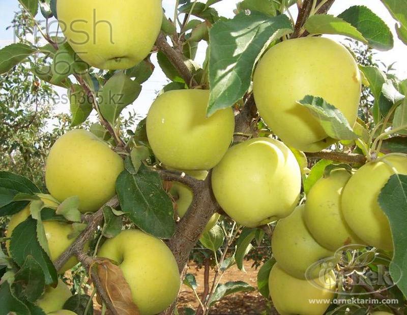 Яблоки золотой деликатес / Apples Golden Dellicious