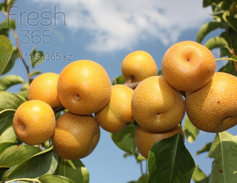 Груши Наши / Pears Nashi