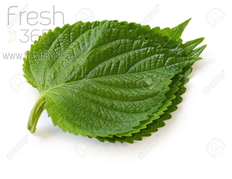 Листья Шиссо Микс (Перилла) / Shiso Leaves Mix