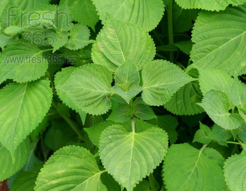 Листья шиссо Зеленый / Shiso Leaves Green