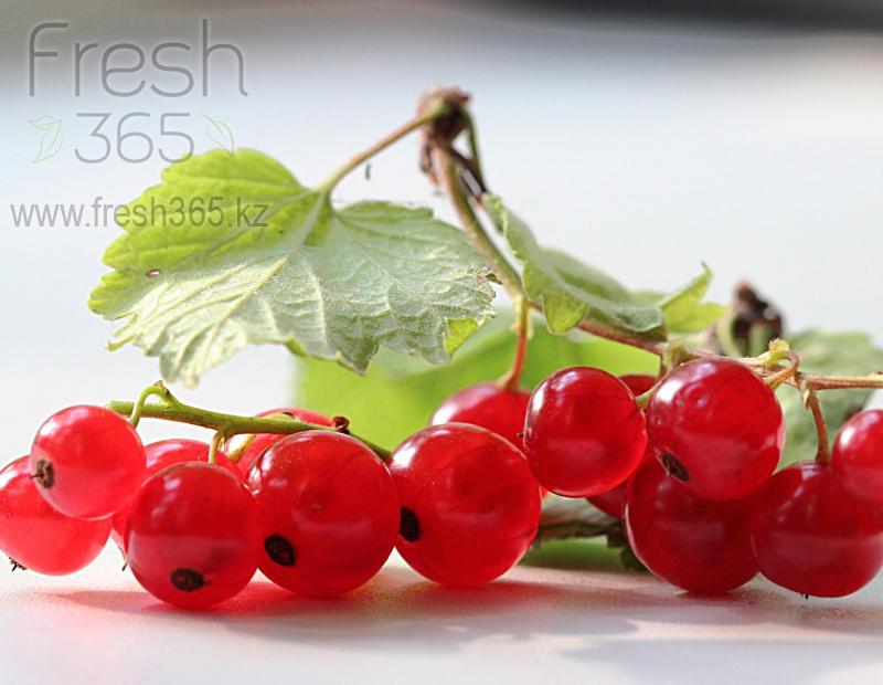 Смородина красная / Red Currant