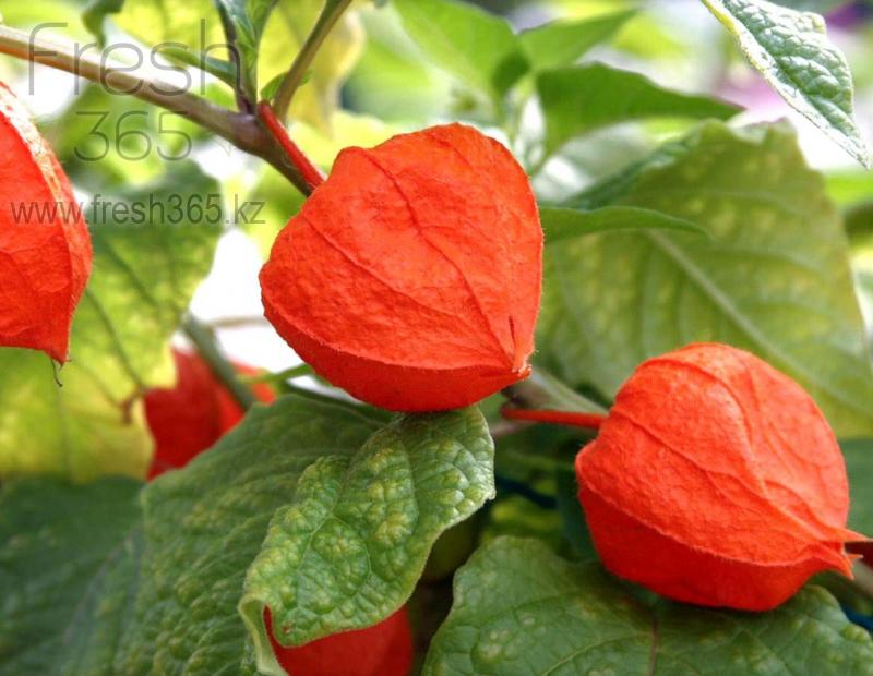 Физалис / Physalis