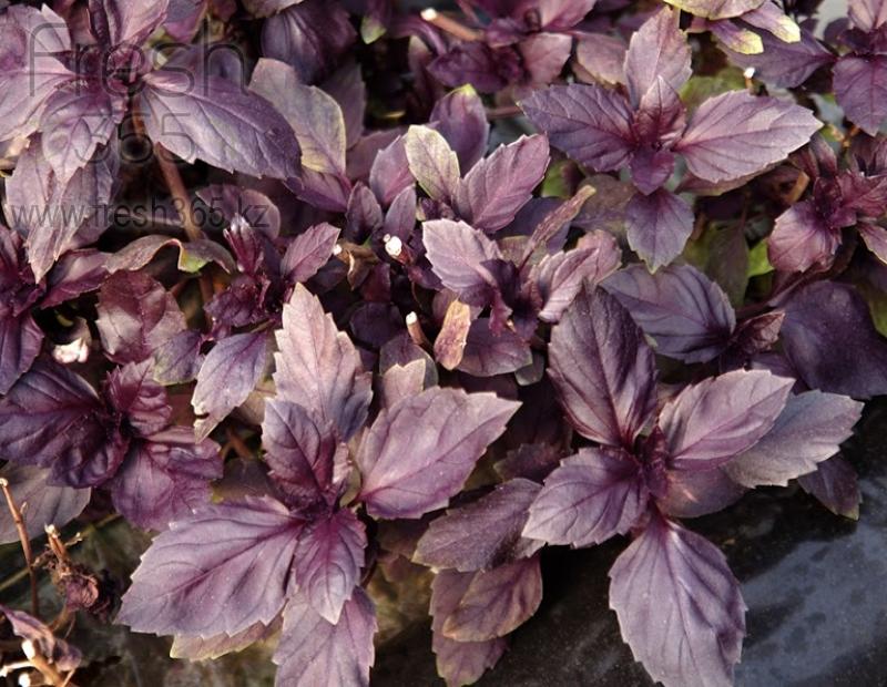 Базилик красный / Red basil