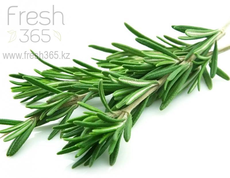 Розмарин / Rosemary