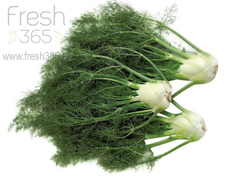 Фенхель / Fennel