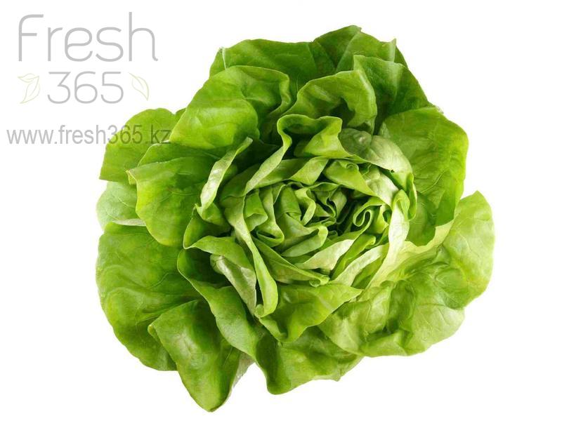 Латук / Lettuce Boston Head