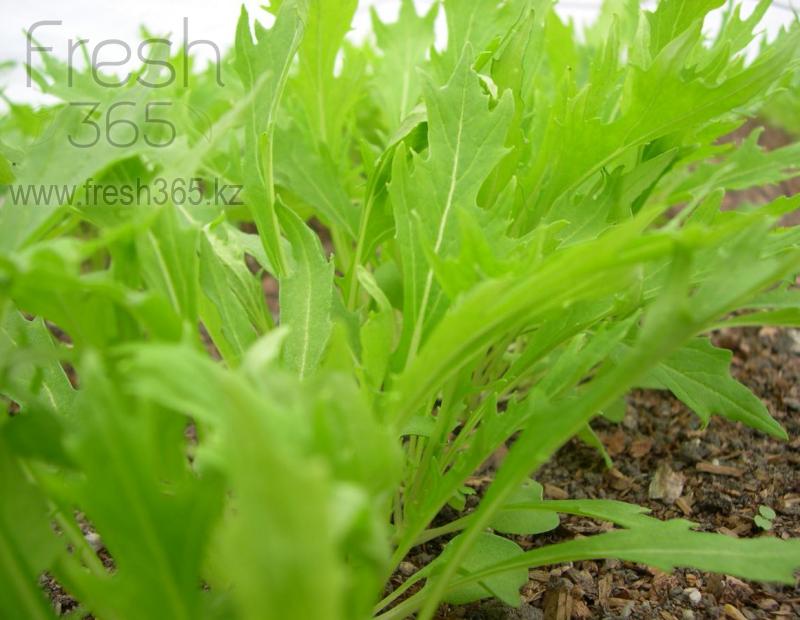 Бейби листья Мицуна зеленая / Mizuna Green baby leaves