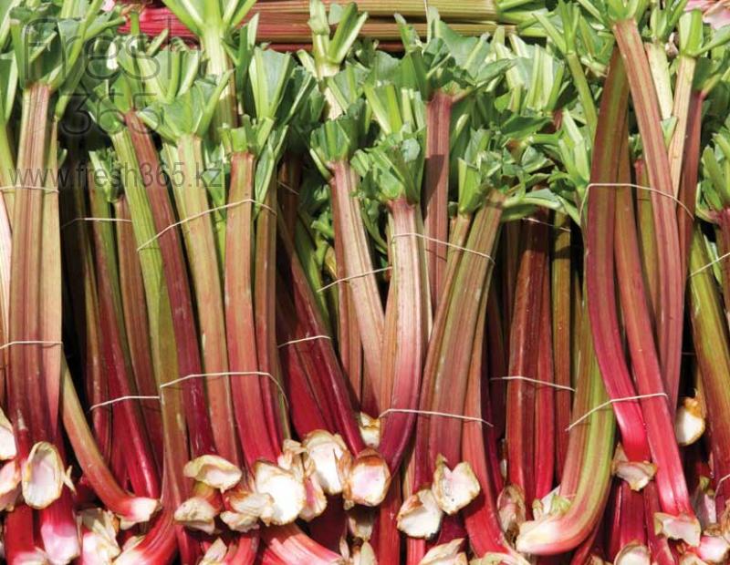 Ревень большой / Rhubarb Large