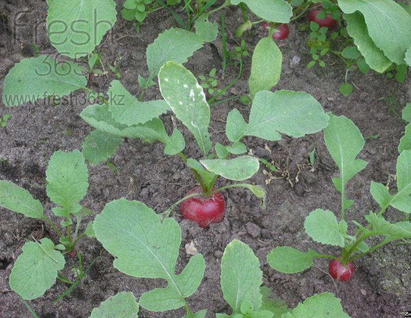 Редис / Radish