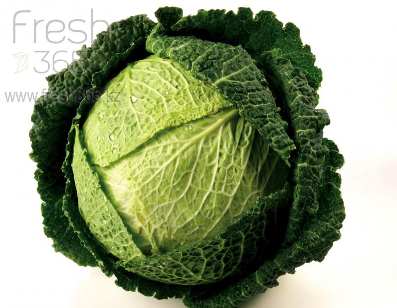 Савойская капуста / Cabbage Savoy