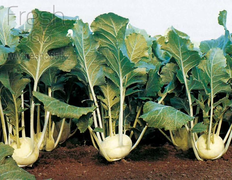 Кольраби / Kohlrabi