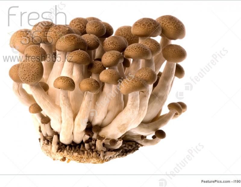 Шимиджи коричневые / Mushrooms Shimiji Brown