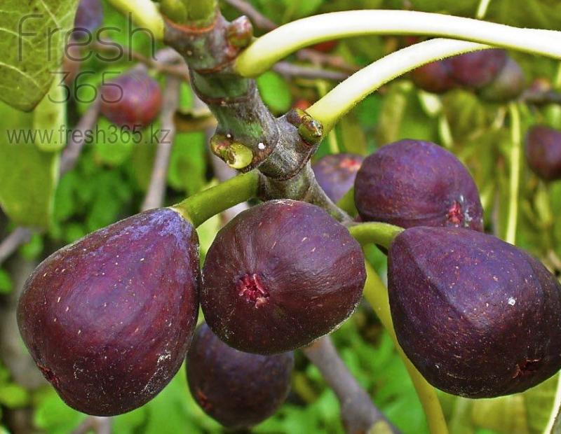 Инжир / Figs