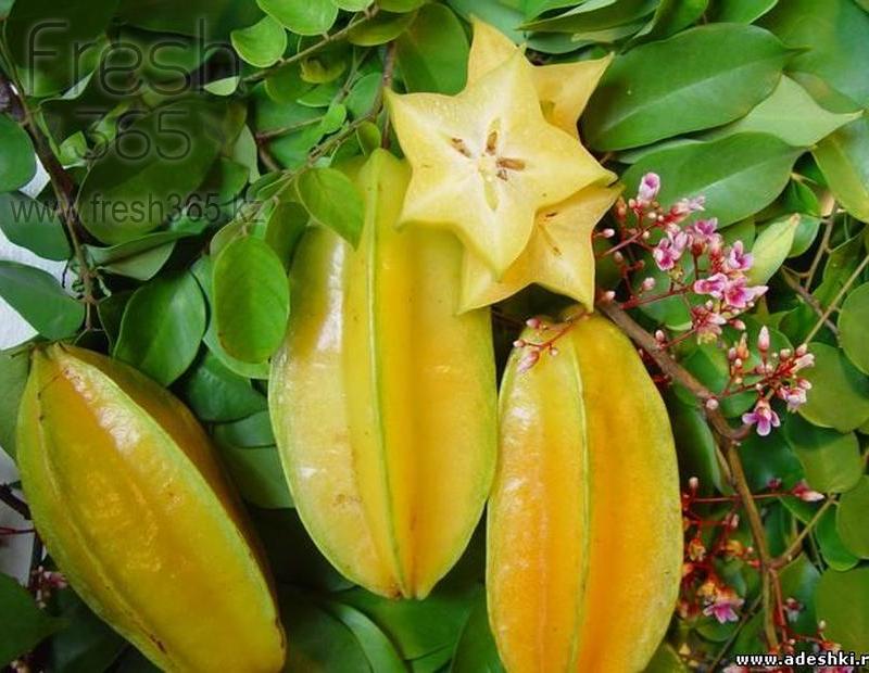 Карамбола / Karambola Star Fruit