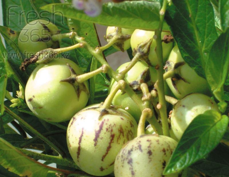 Пепино / Pepino