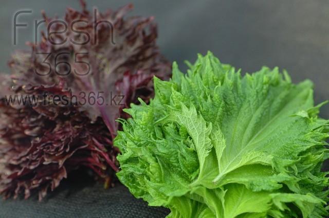 Листья Шиссо Микс (Перилла) / Shiso Leaves Mix