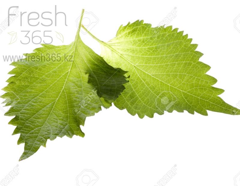 Листья шиссо Зеленый / Shiso Leaves Green