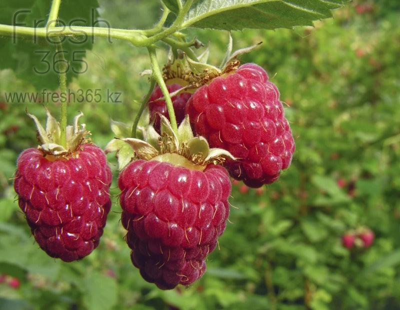 Малина / Raspberry