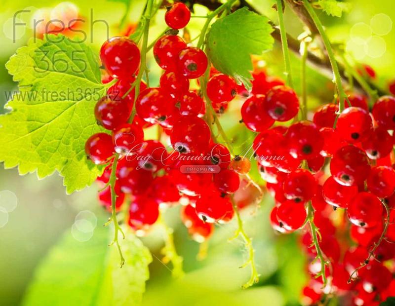 Смородина красная / Red Currant