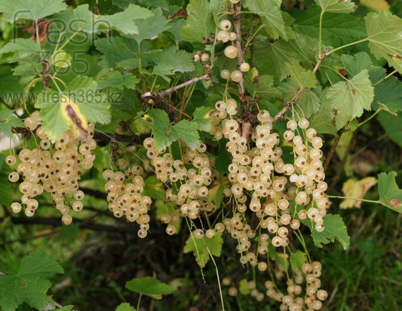 Смородина белая / White Currant