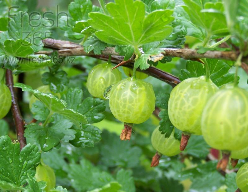 Крыжовник / Gooseberry