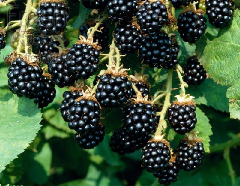Ежевика / Blackberry