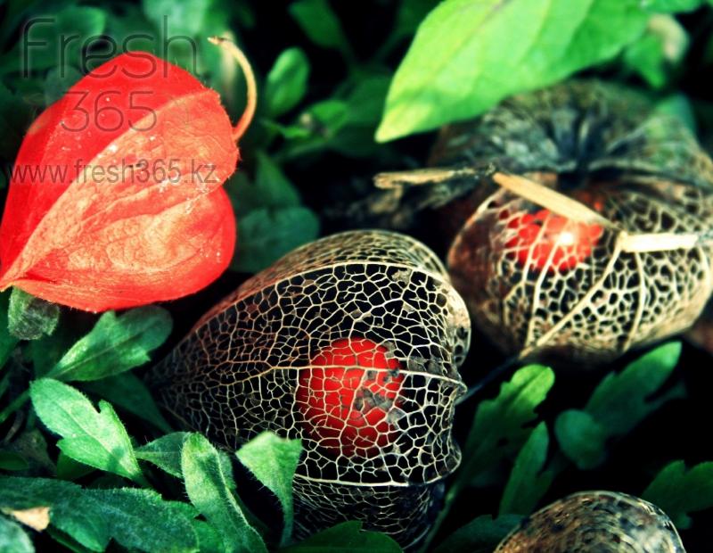 Физалис / Physalis