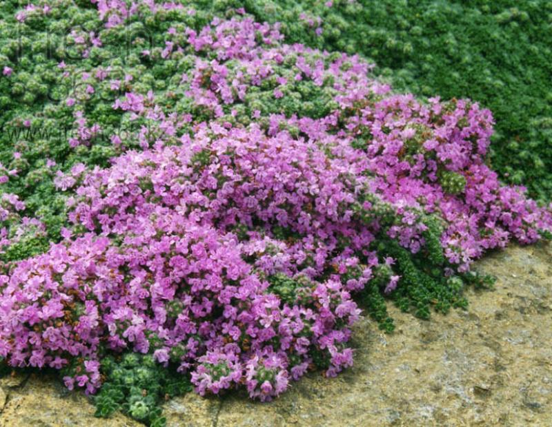 Тимьян / Thyme