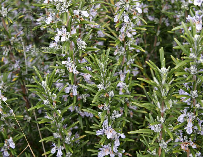 Розмарин / Rosemary