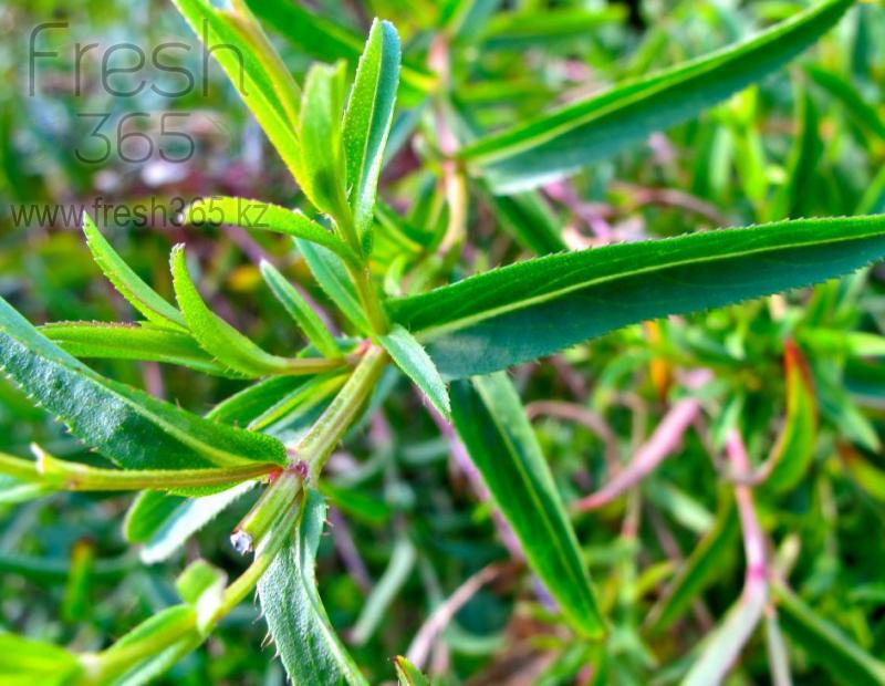 Эстрагон / Tarragon