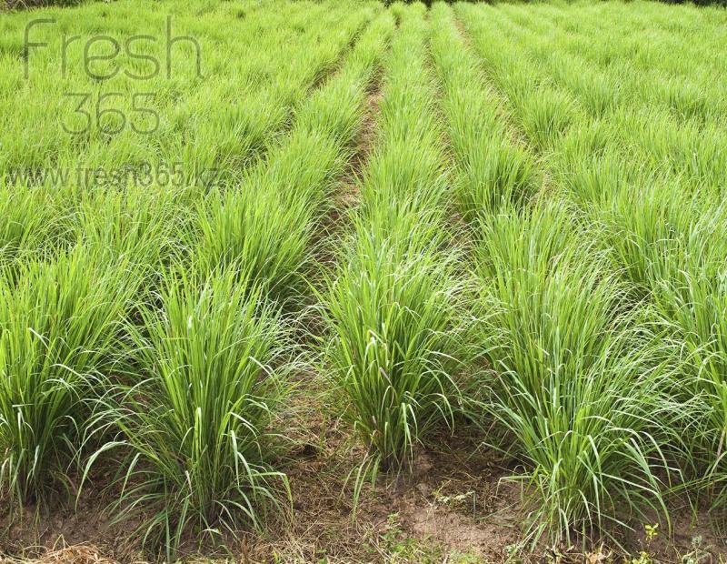 Лемонграсс / Citron grass