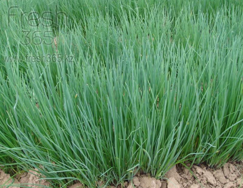 Лук Резанец / Chives