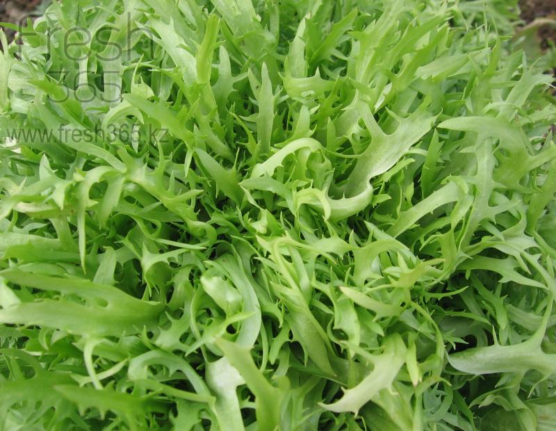 Фризе зеленое / Frisee Green