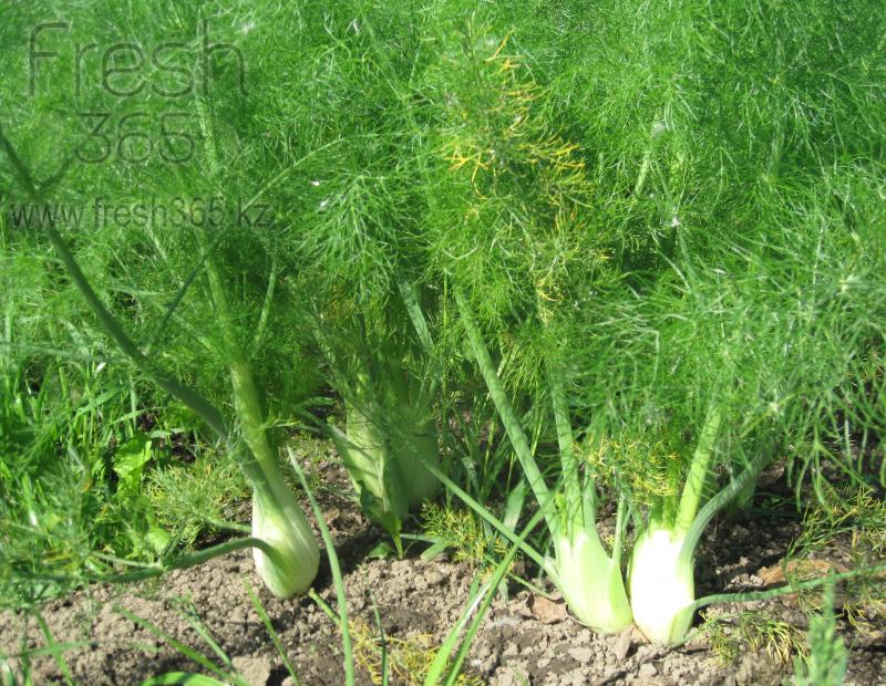 Фенхель / Fennel